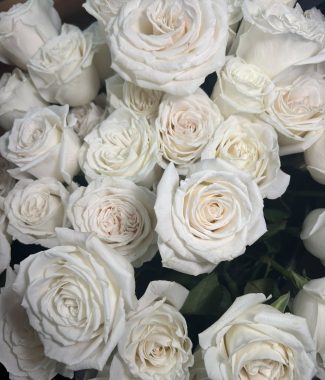 Classic White Roses