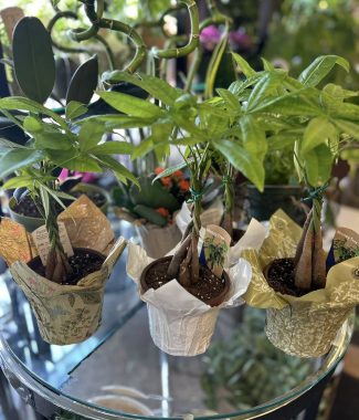 Braided Money Tree