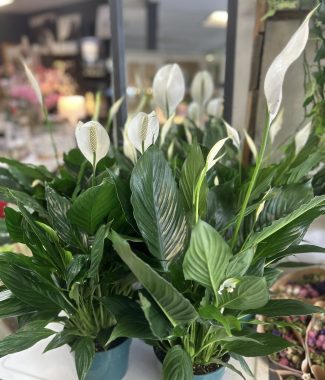 Peace Lily Plant