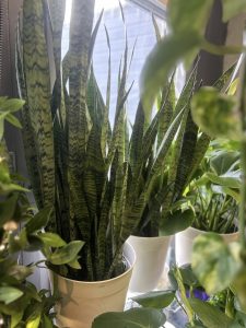Snake Plant