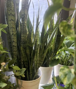 Snake Plant