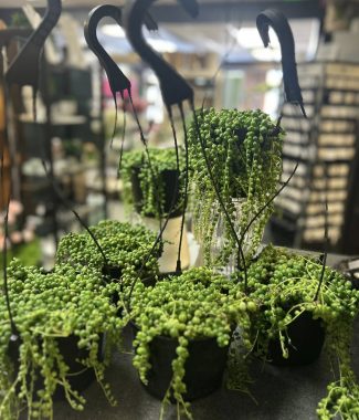 String of Pearls Hanging Basket