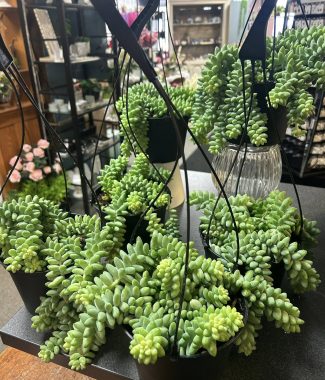 Burro's Tail Hanging Basket